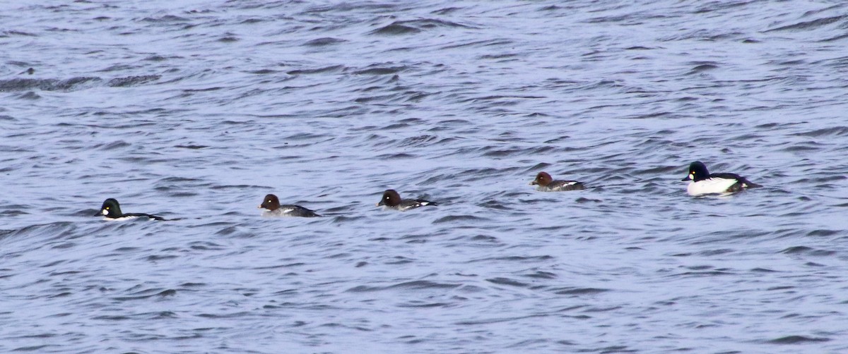 Murgilari urrebegia - ML646707347