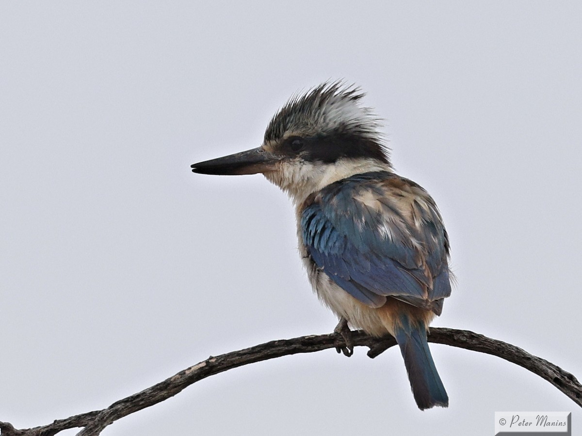 Альціон рудогузий - ML646707348