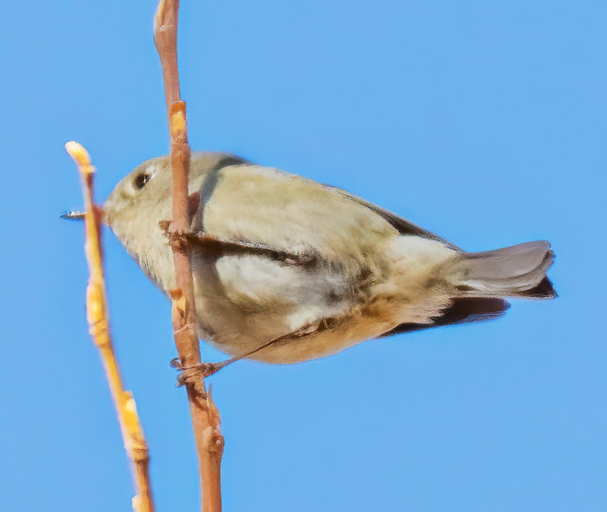Ruby-crowned Kinglet - ML646707349