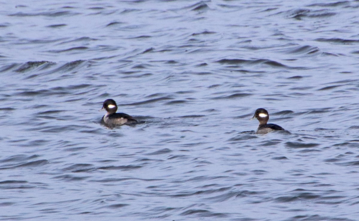 Murgilari buruzuria - ML646707350