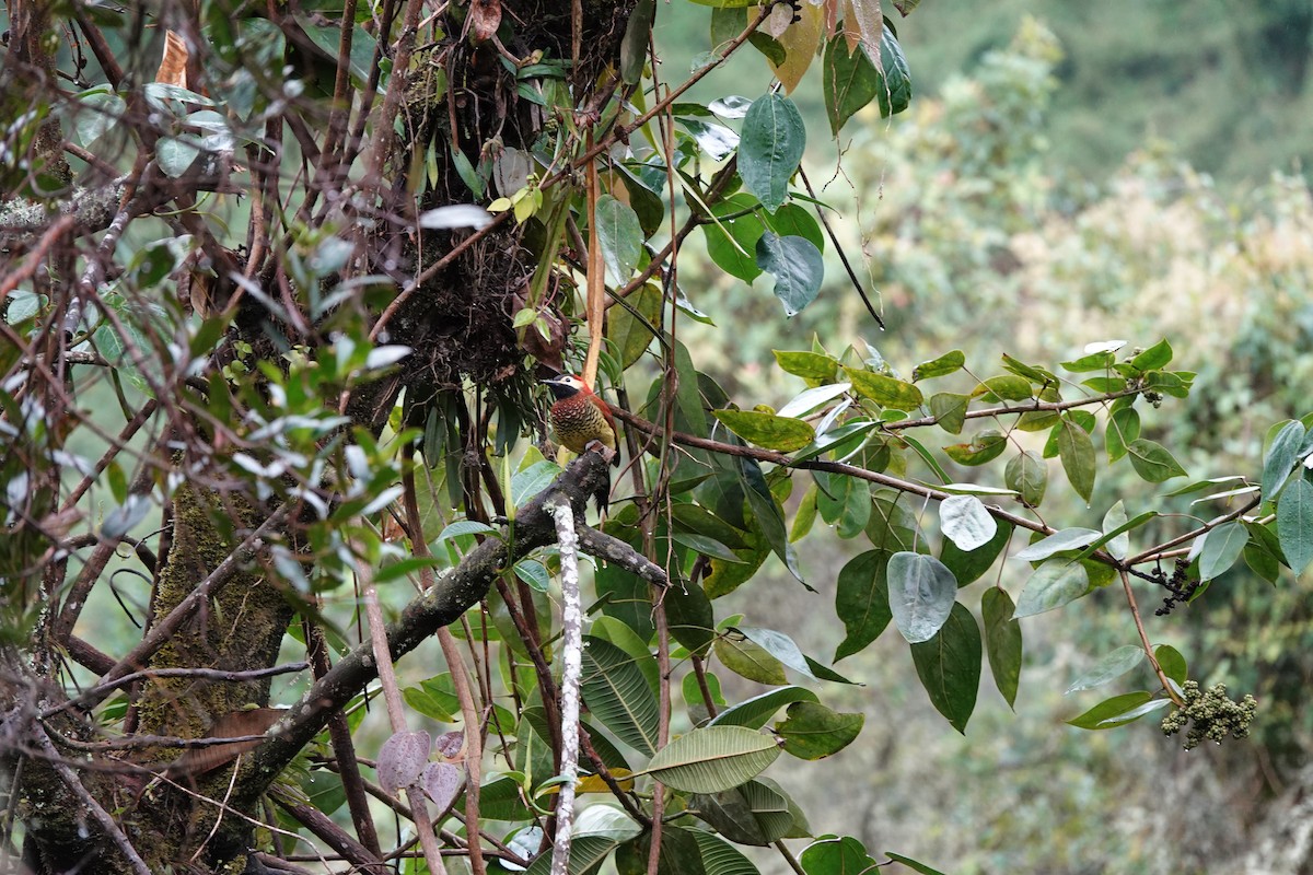 Boyalı Ağaçkakan - ML646707351