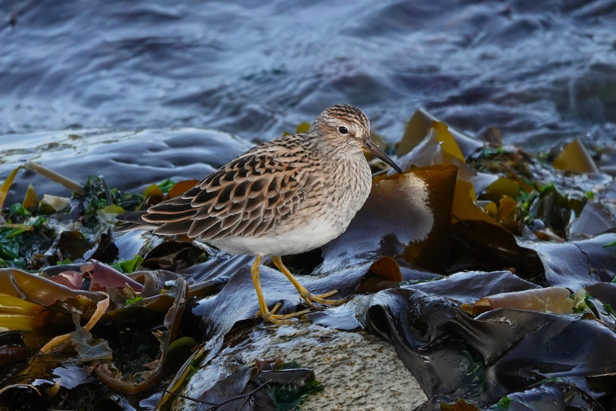 Bécasseau à poitrine cendrée - ML646707352