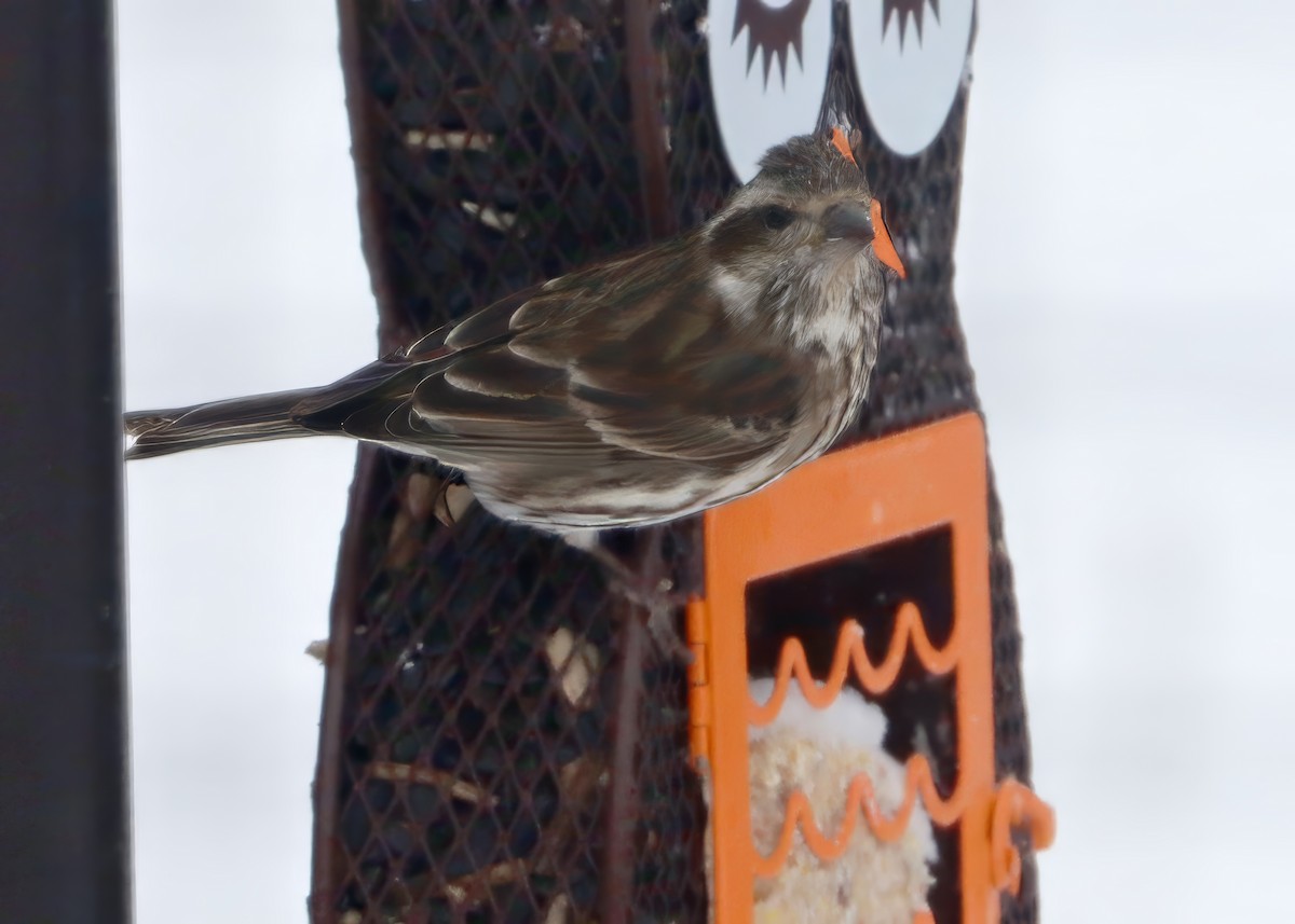 Camachuelo Purpúreo - ML646707353