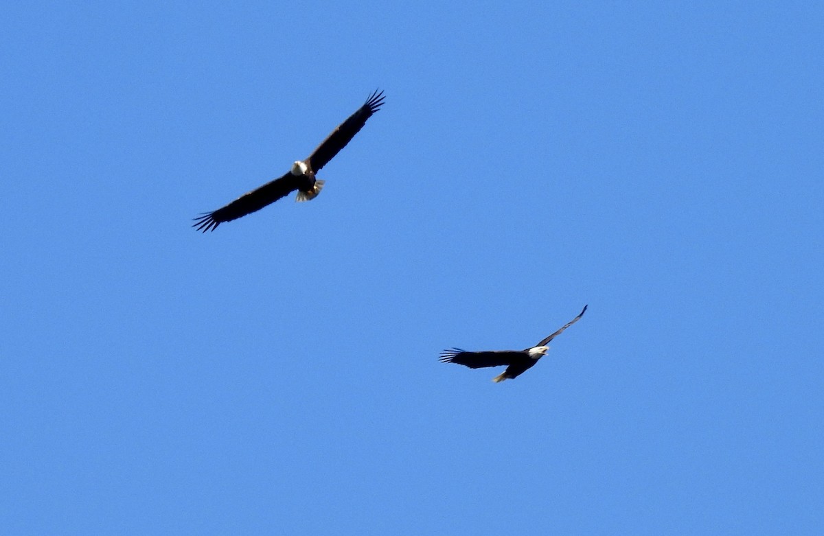 Pygargue à tête blanche - ML646707357