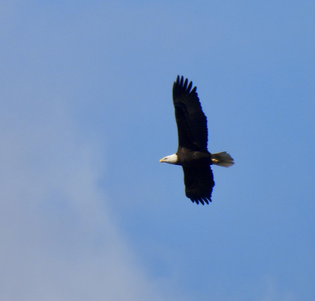 Pygargue à tête blanche - ML646707358