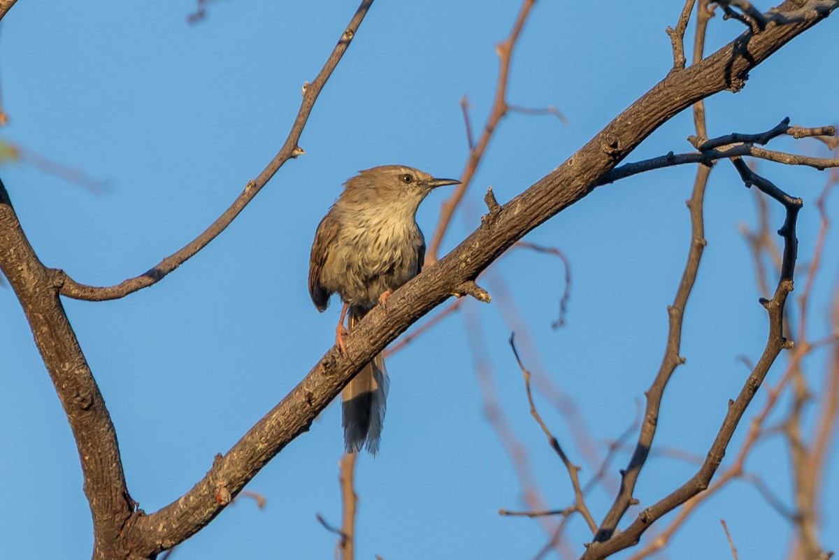 Apalis namaqua - ML646707359