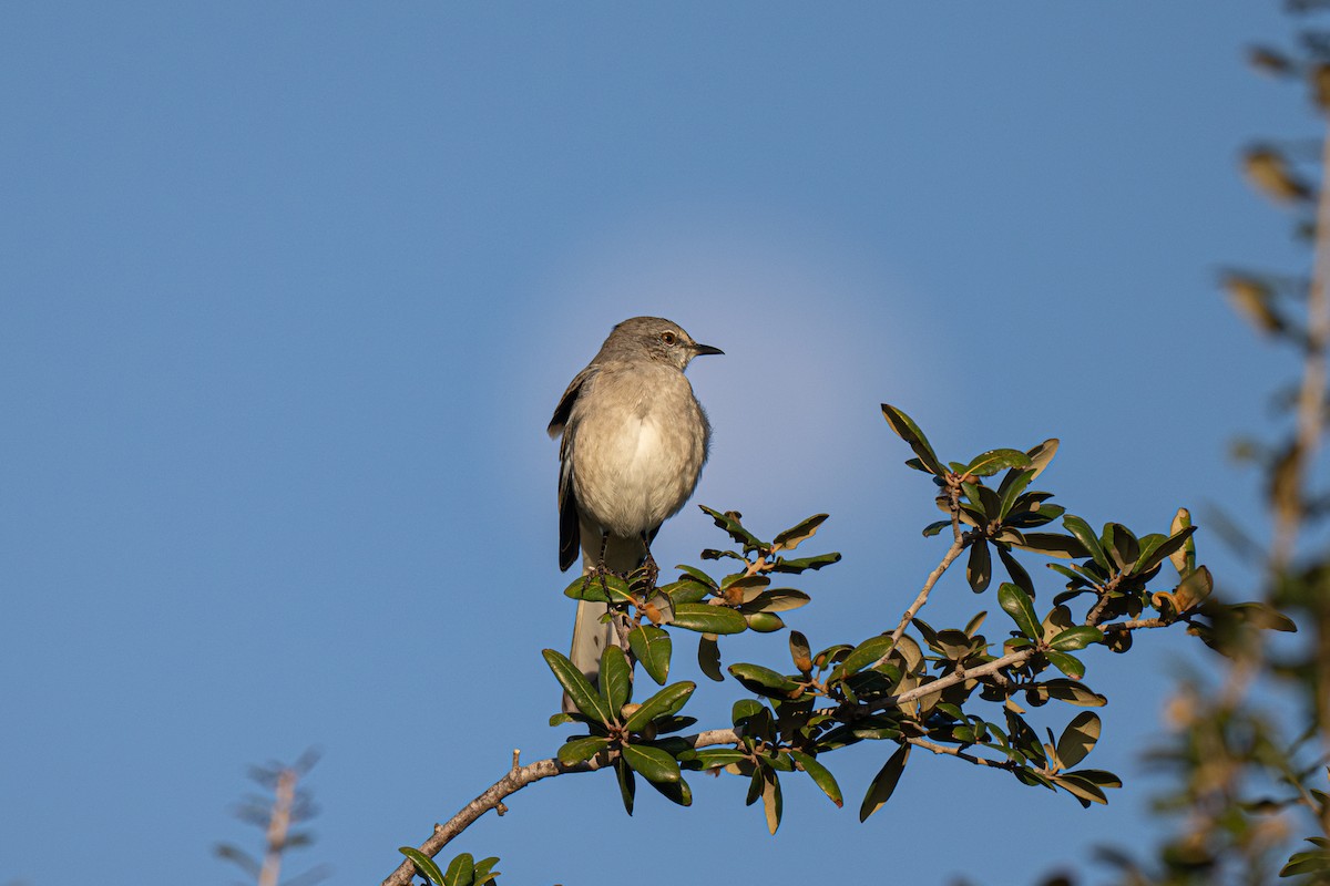 Moqueur polyglotte - ML646707360