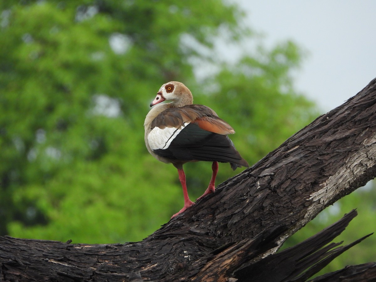 Ouette d'Égypte - ML646707361