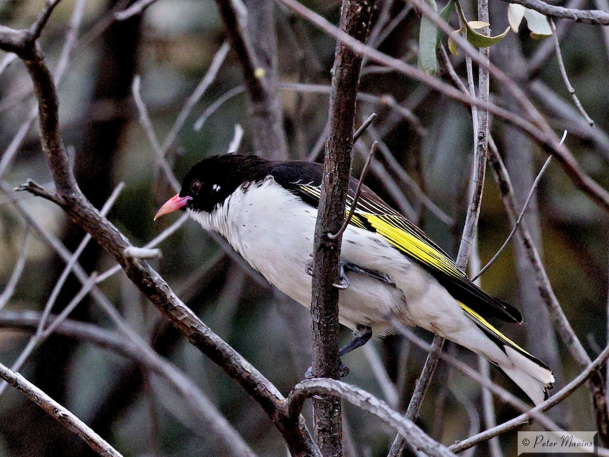 Méliphage peint - ML646707362