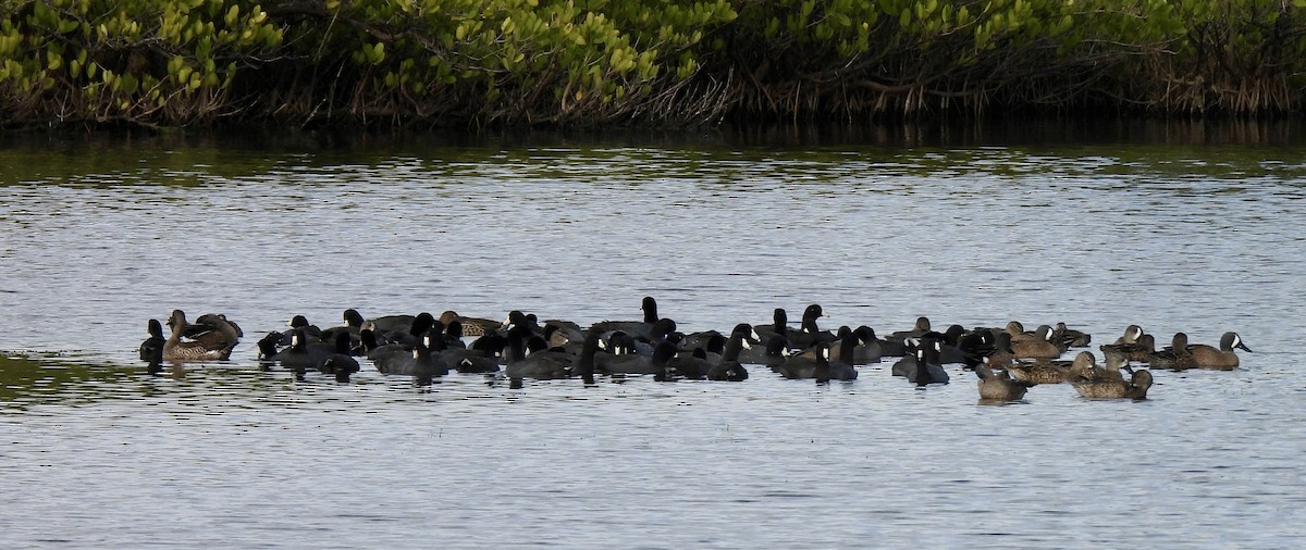 Foulque d'Amérique - ML646707363