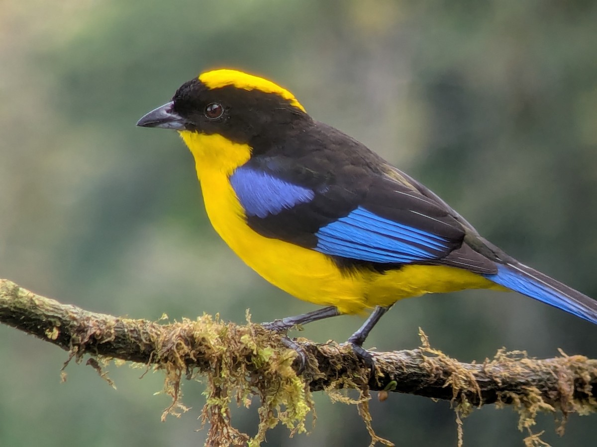 Tangara somptueux - ML646707364