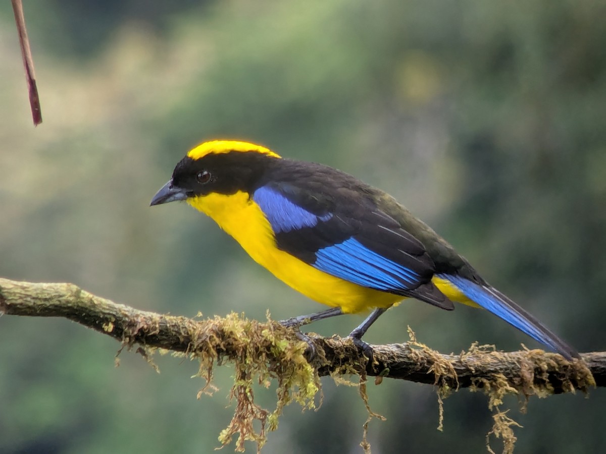 Tangara somptueux - ML646707365