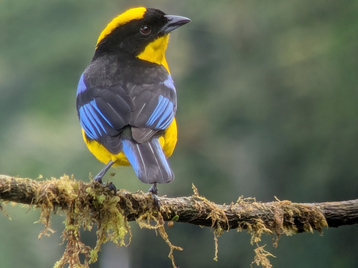 Tangara somptueux - ML646707366