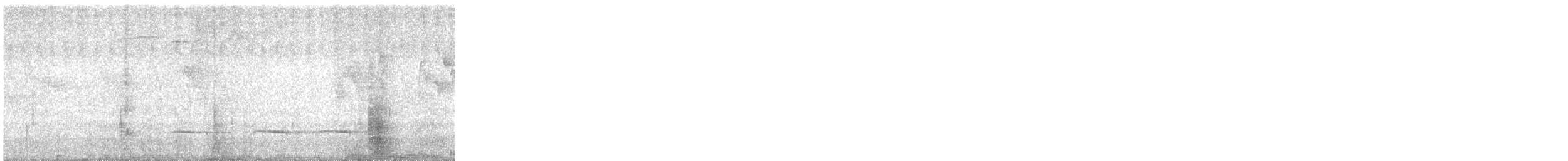 Grallaire à ventre blanc - ML646707368