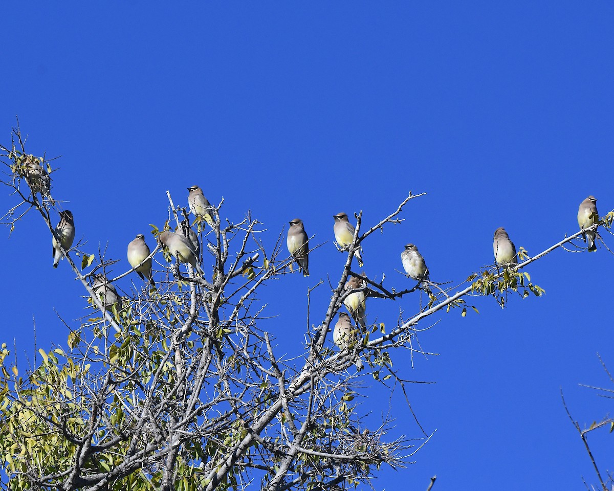 Jaseur d'Amérique - ML646707369