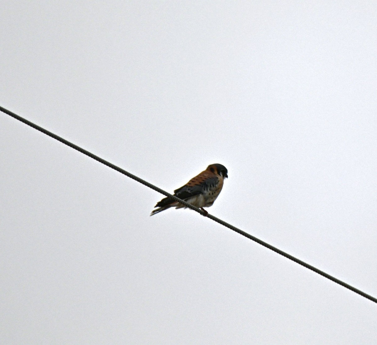 Crécerelle d'Amérique - ML646707370