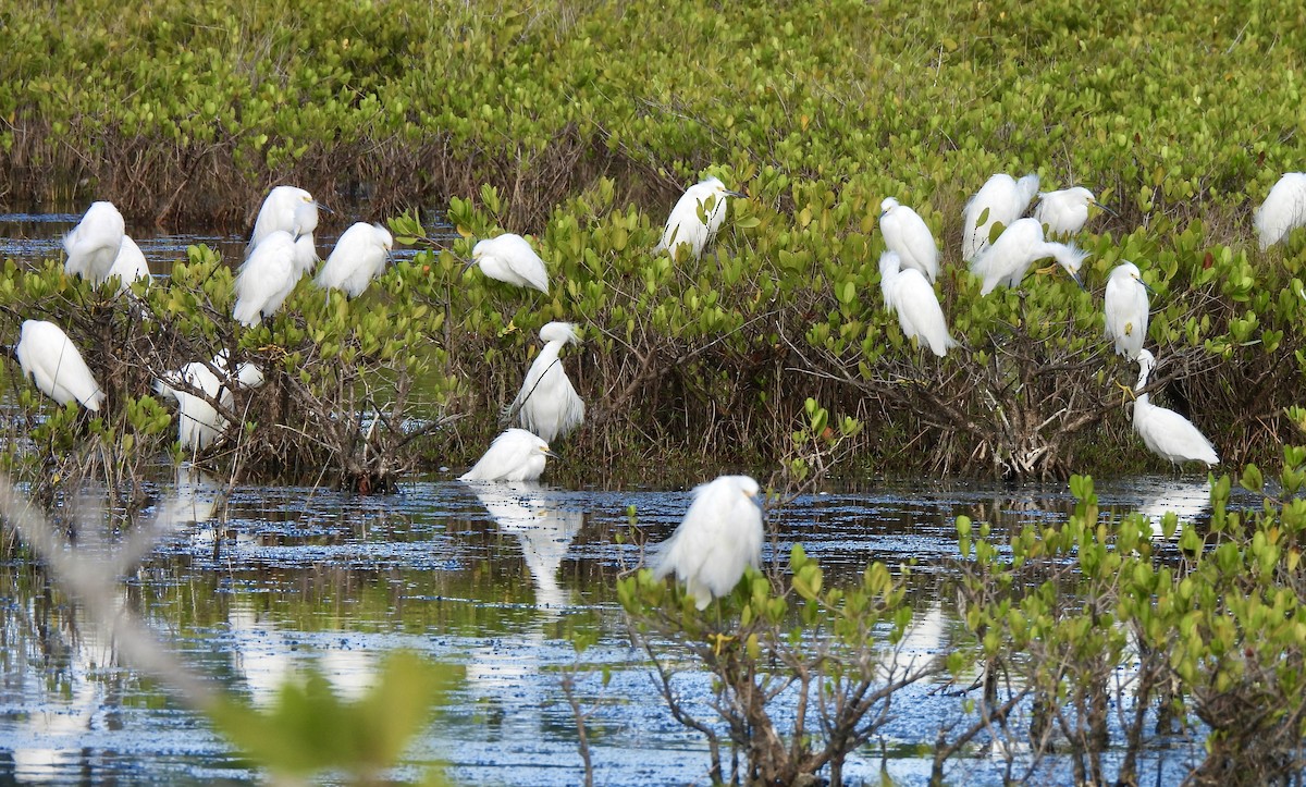 Aigrette neigeuse - ML646707371
