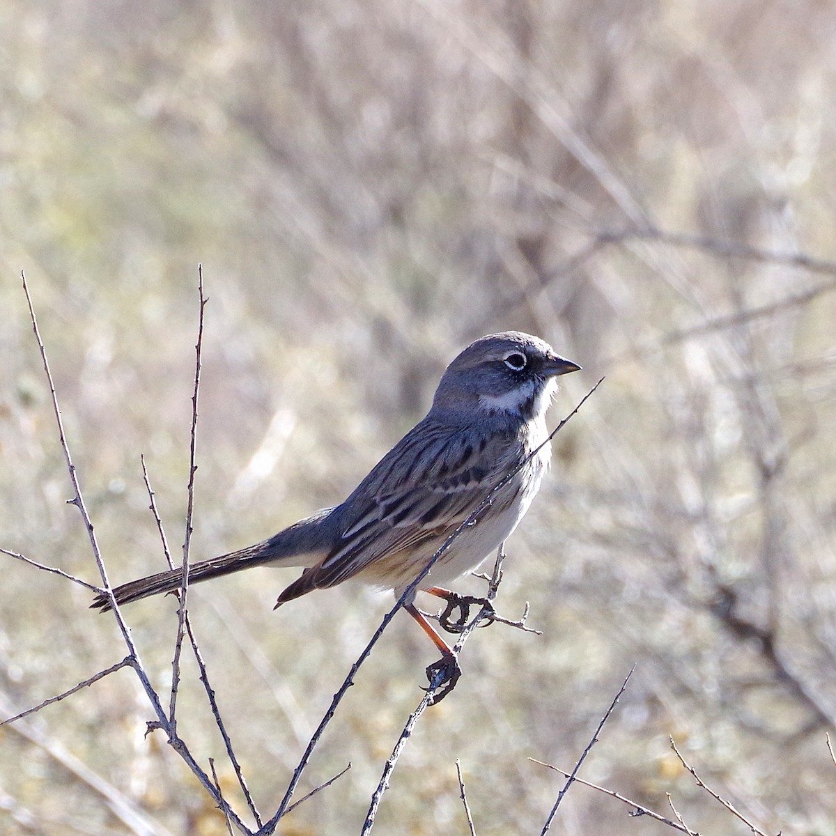 Bruant des armoises - ML646707372