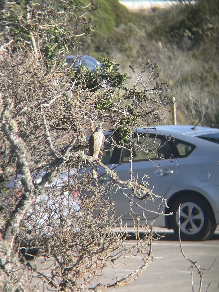 Épervier brun - ML646707373