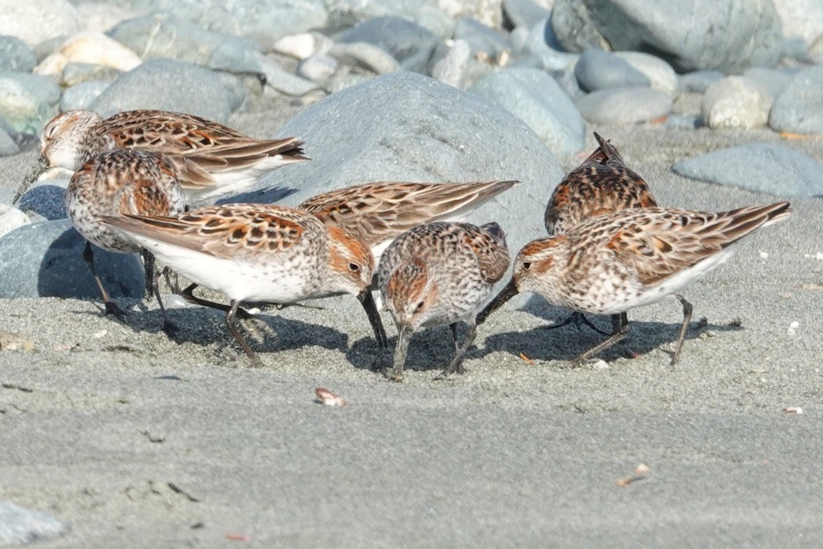 Western Sandpiper - ML646707374