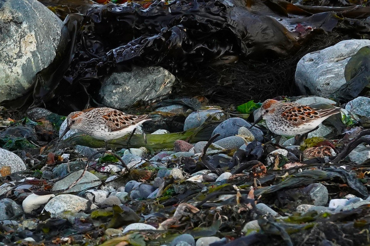 Western Sandpiper - ML646707375