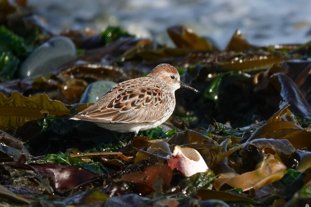 Western Sandpiper - ML646707376