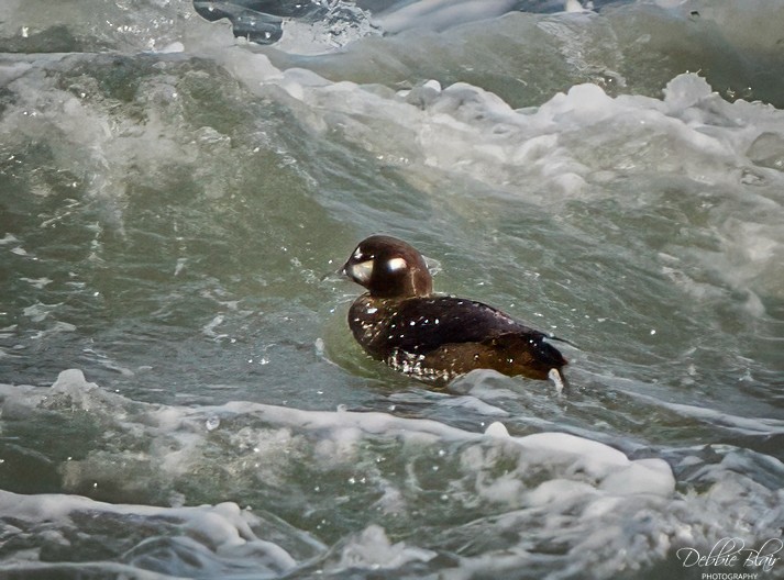 Harlequin Duck - ML646707378