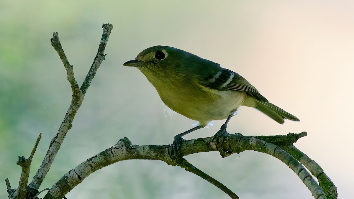 Viréo de Hutton - ML646707379