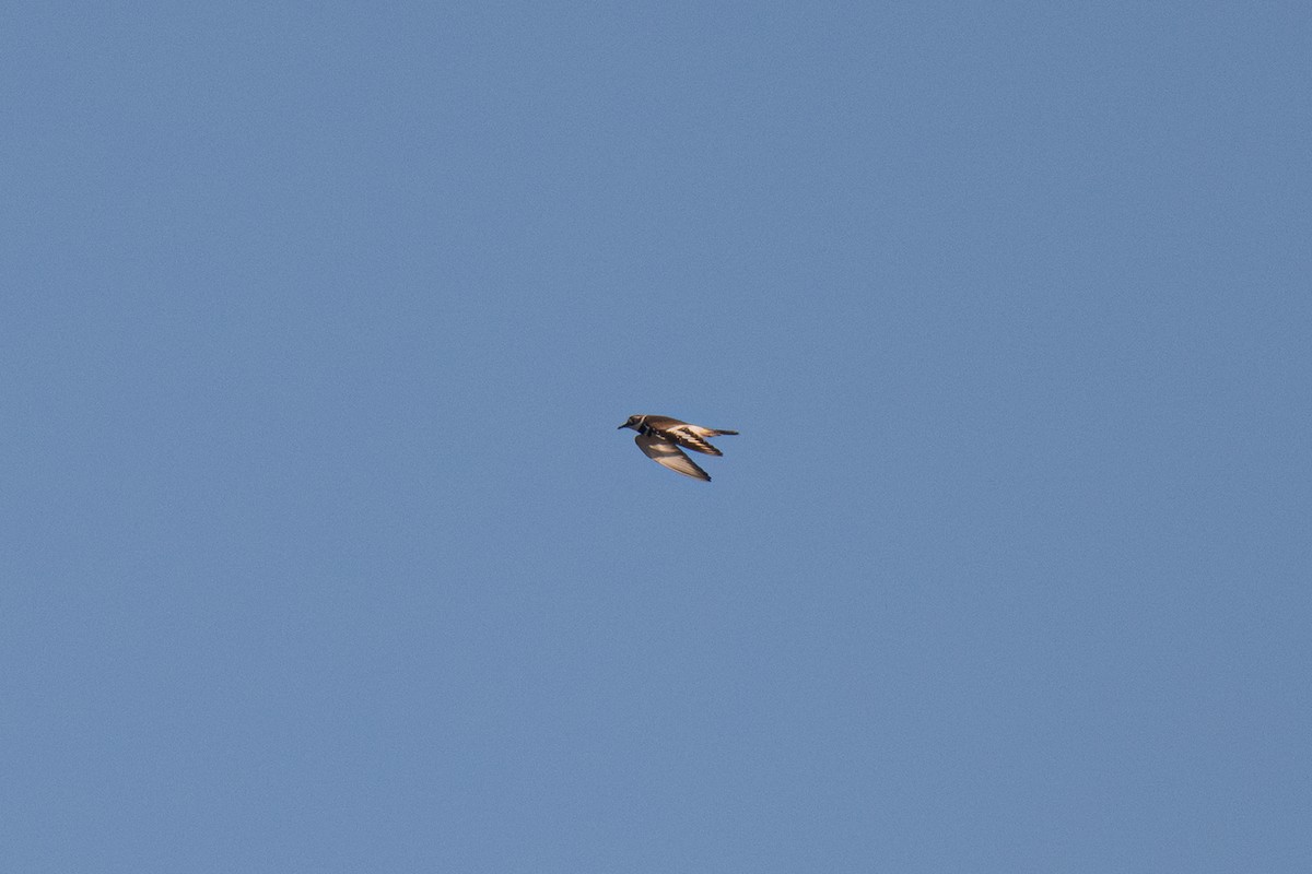 Pluvier kildir - ML646707380