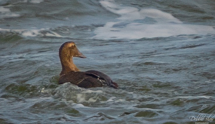 Common Eider - ML646707383