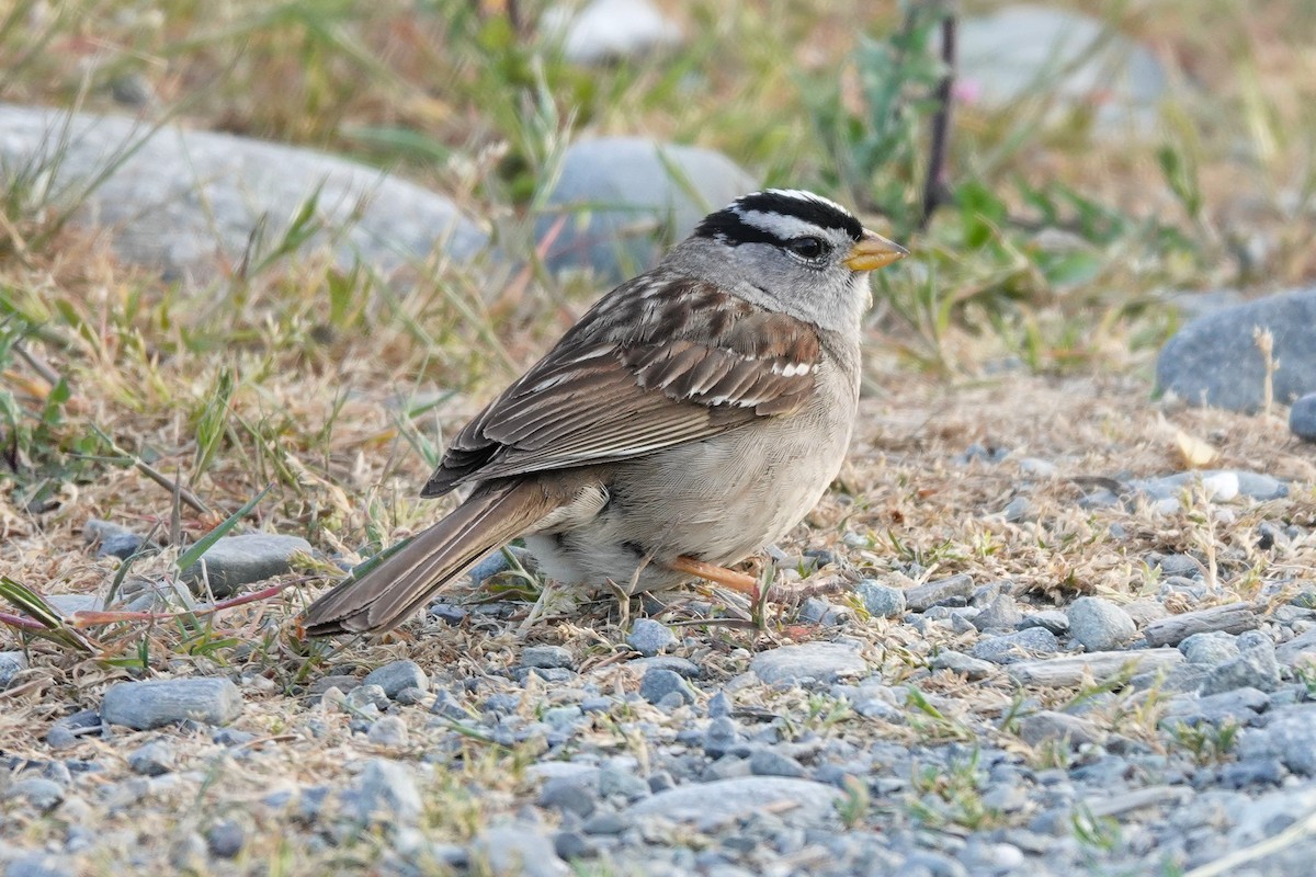 White-crowned Sparrow - ML646707384