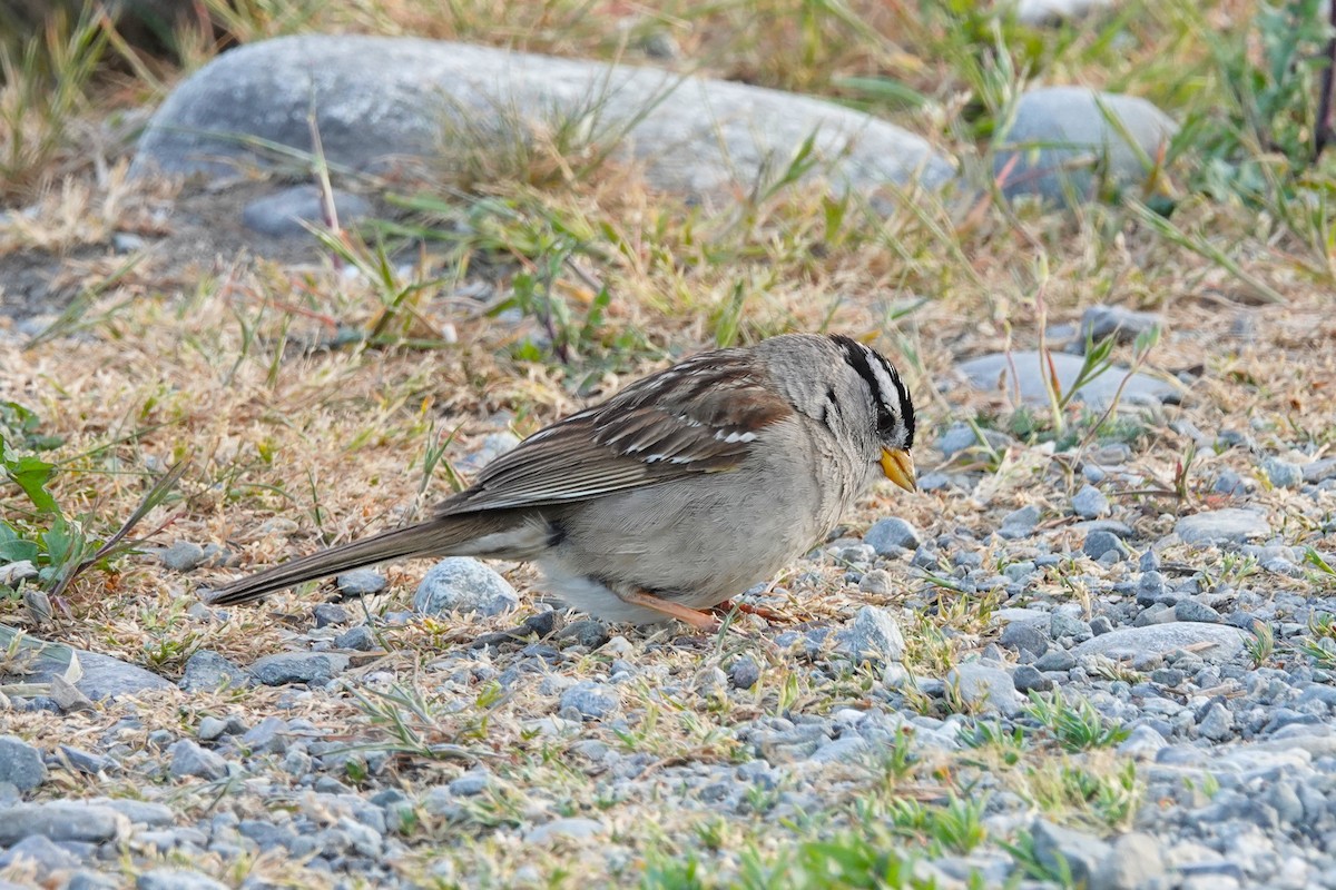 White-crowned Sparrow - ML646707385