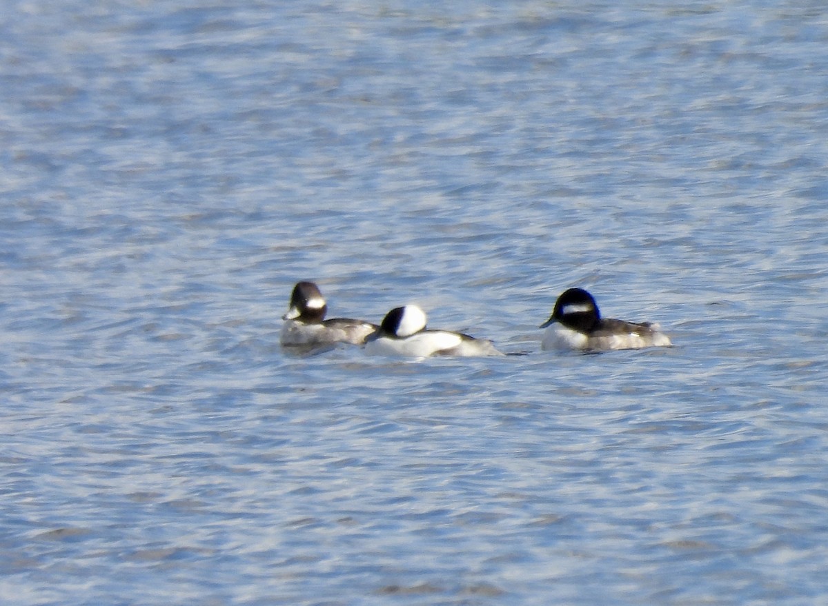 Bufflehead - ML646707386