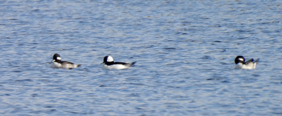 Bufflehead - ML646707387
