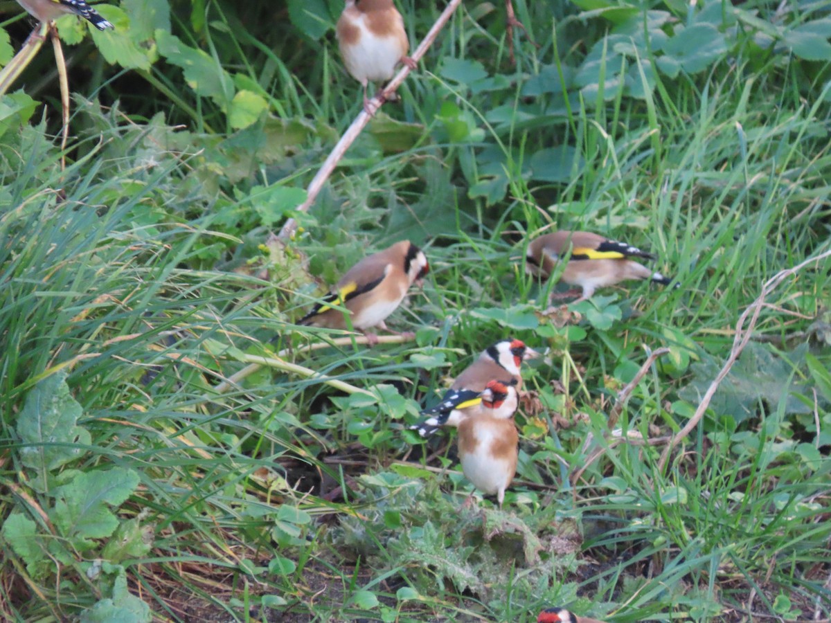 European Goldfinch - ML646707388