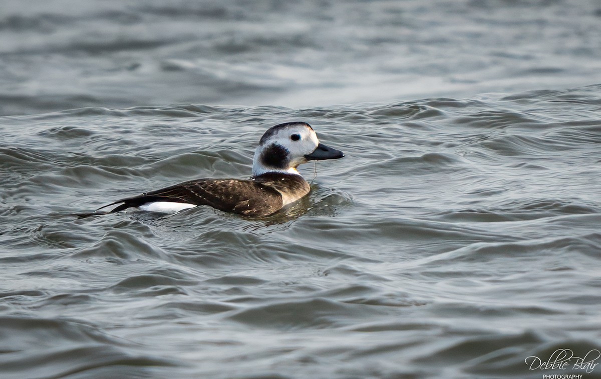 Мөнгөлөг шунгаахай - ML646707391