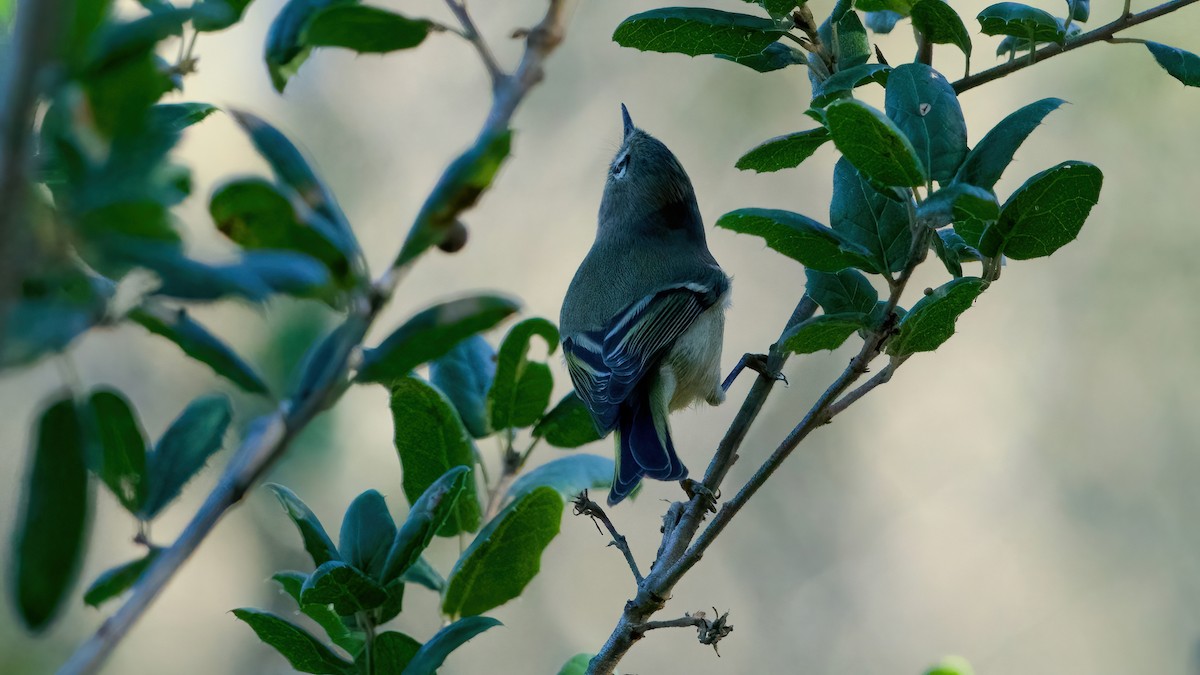 Reyezuelo Rubí - ML646707392