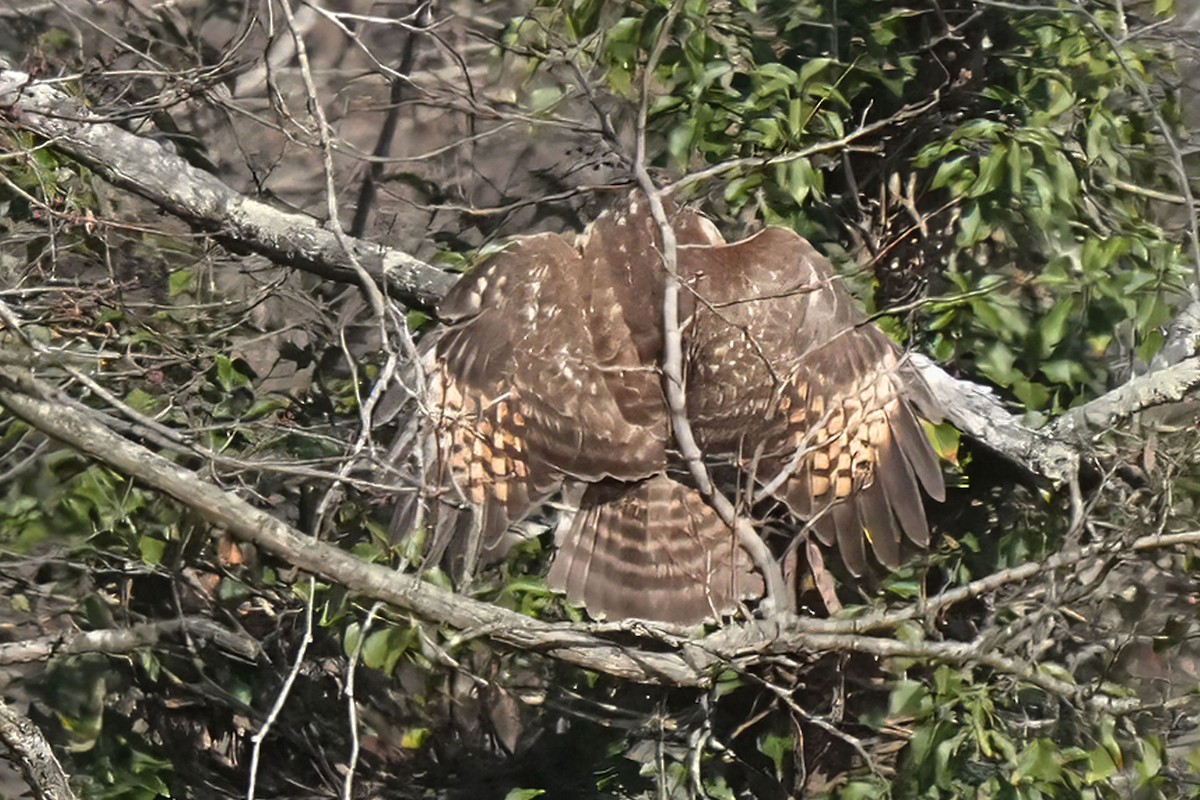 Mirotz zuri iparramerikarra - ML646707393