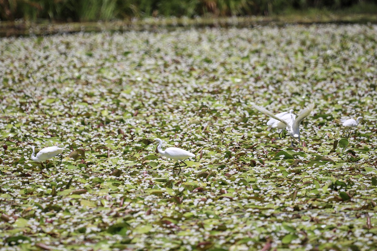 Little Egret - ML646707394