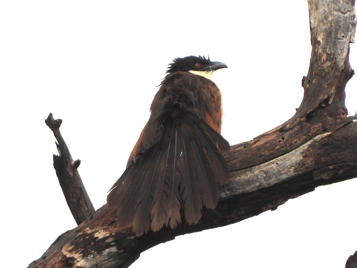 kobberstjertsporegjøk - ML646707395