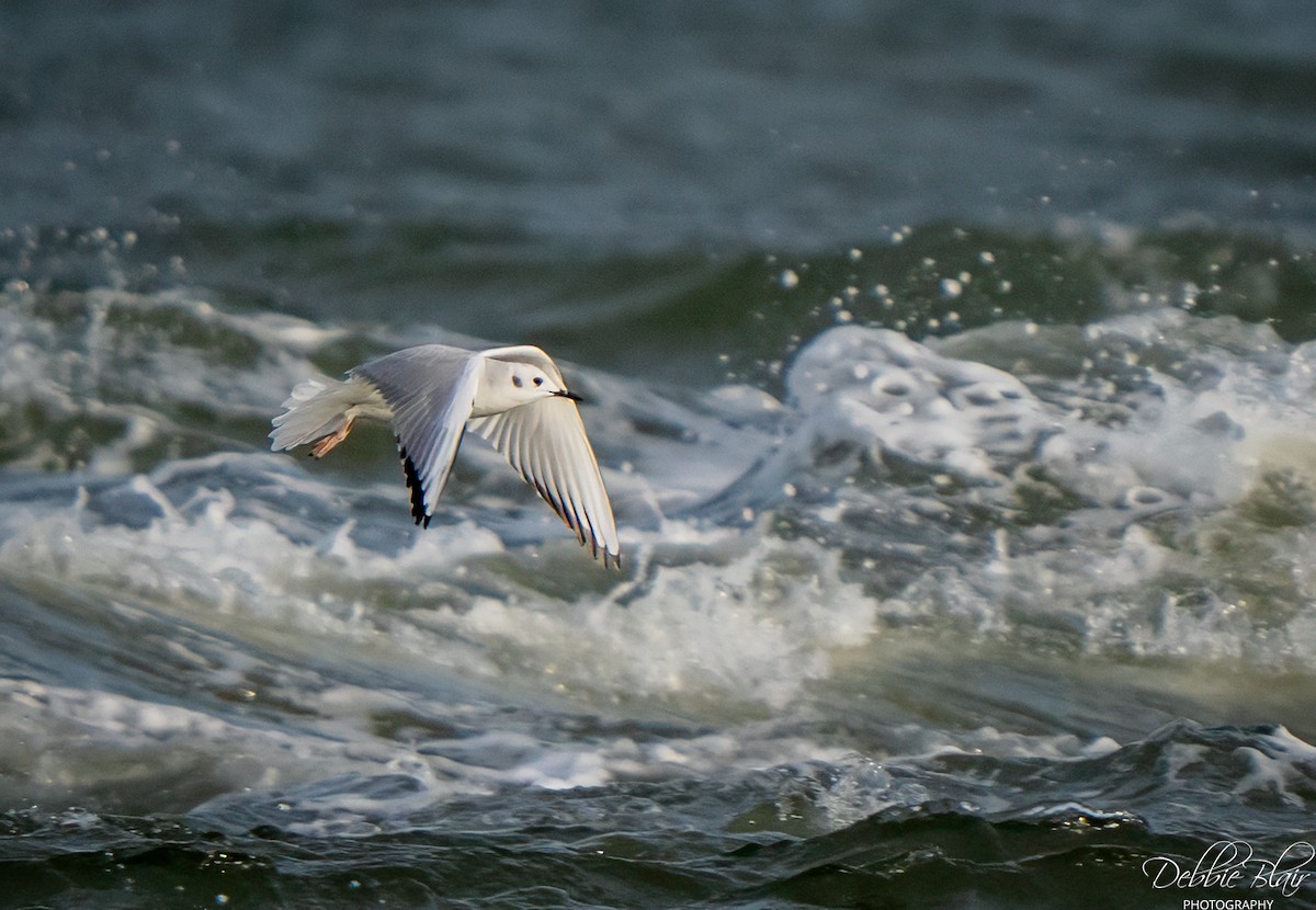 Bonaparte's Gull - ML646707397