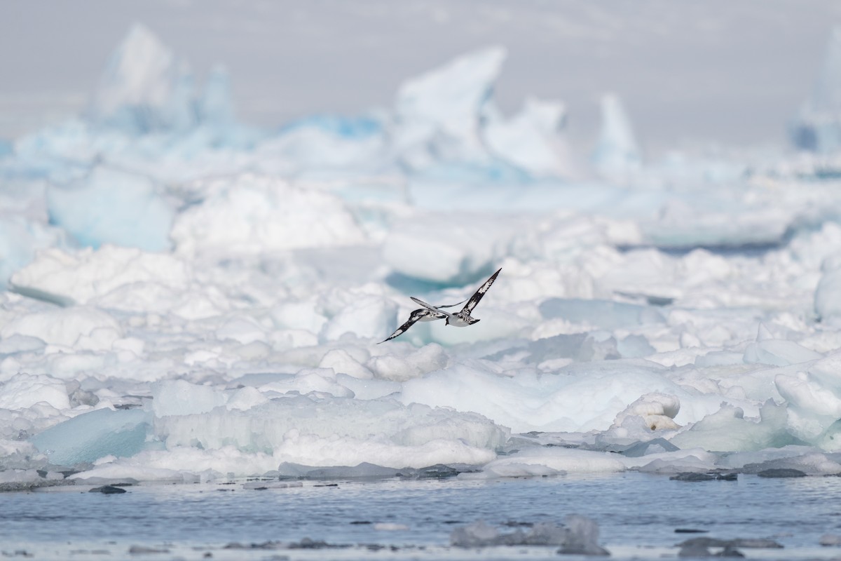 סערון הכף - ML646707399