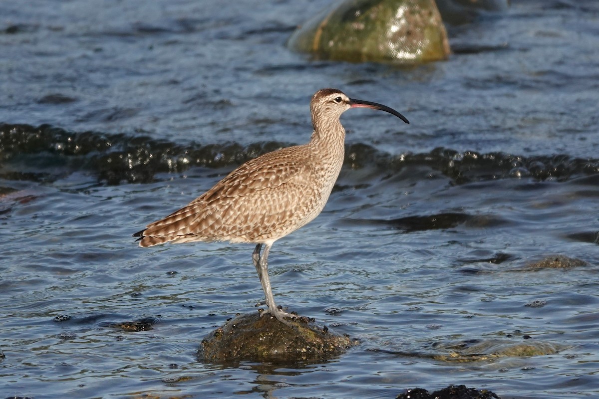Hudsonian Whimbrel - ML646707400