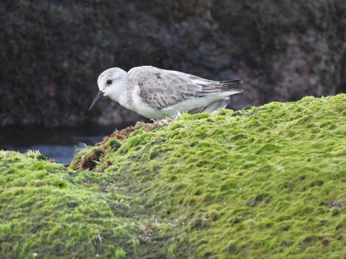 Sanderling - ML646707409