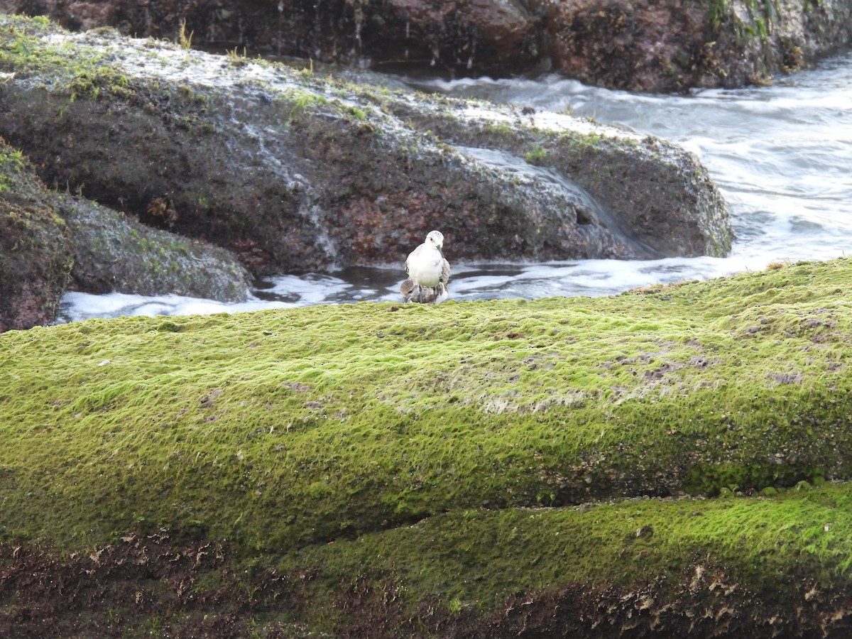 Sanderling - ML646707410