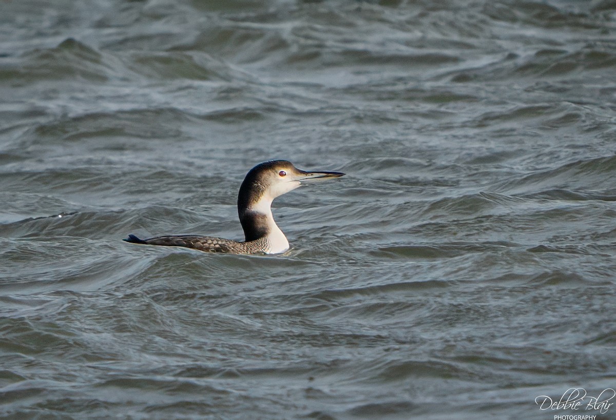 Common Loon - ML646707413