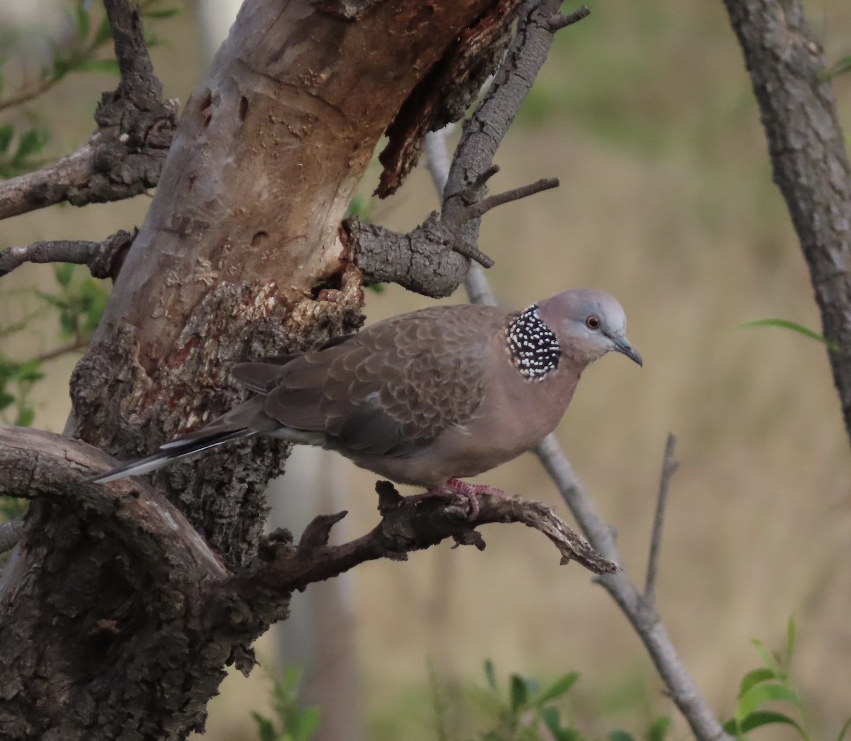 Spotted Dove - ML646707419