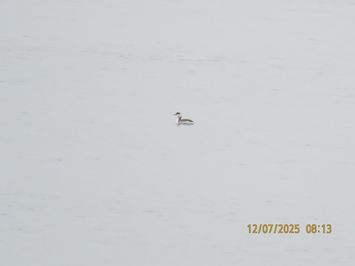 Horned Grebe - ML646707420