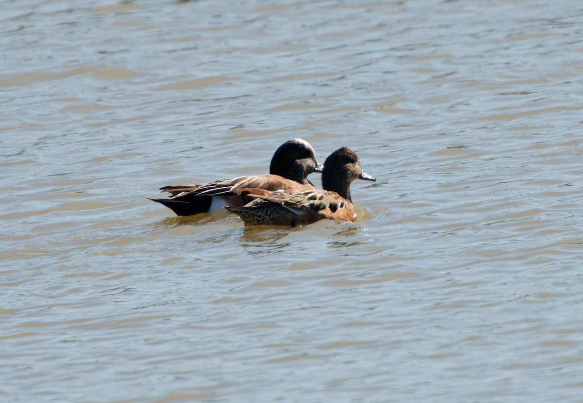 American Wigeon - ML646707421