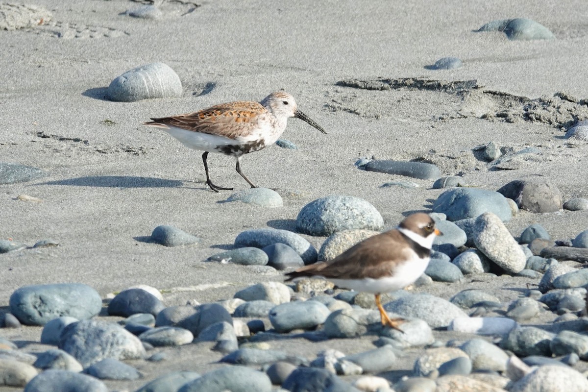Semipalmated Plover - ML646707422